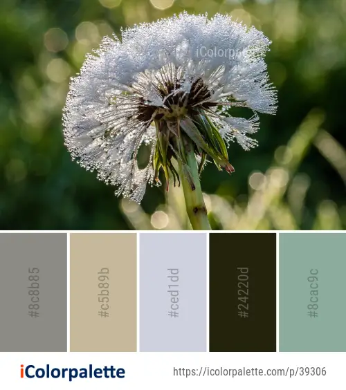 Color Palette Ideas from Flower Flora Plant Image