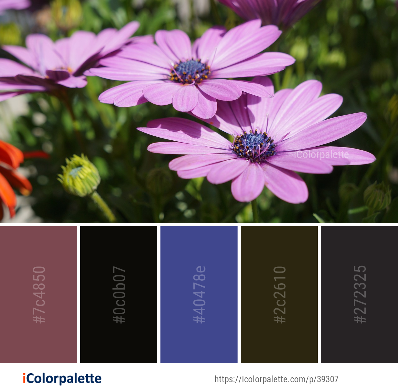 Color Palette Ideas from Flower Flora Pink Image