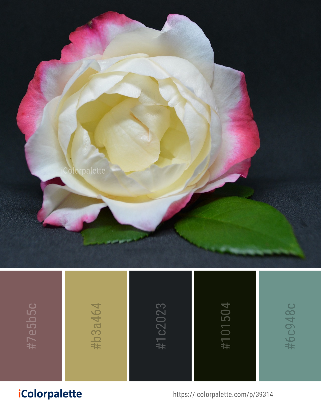 Color Palette Ideas from Flower Rose Family Image