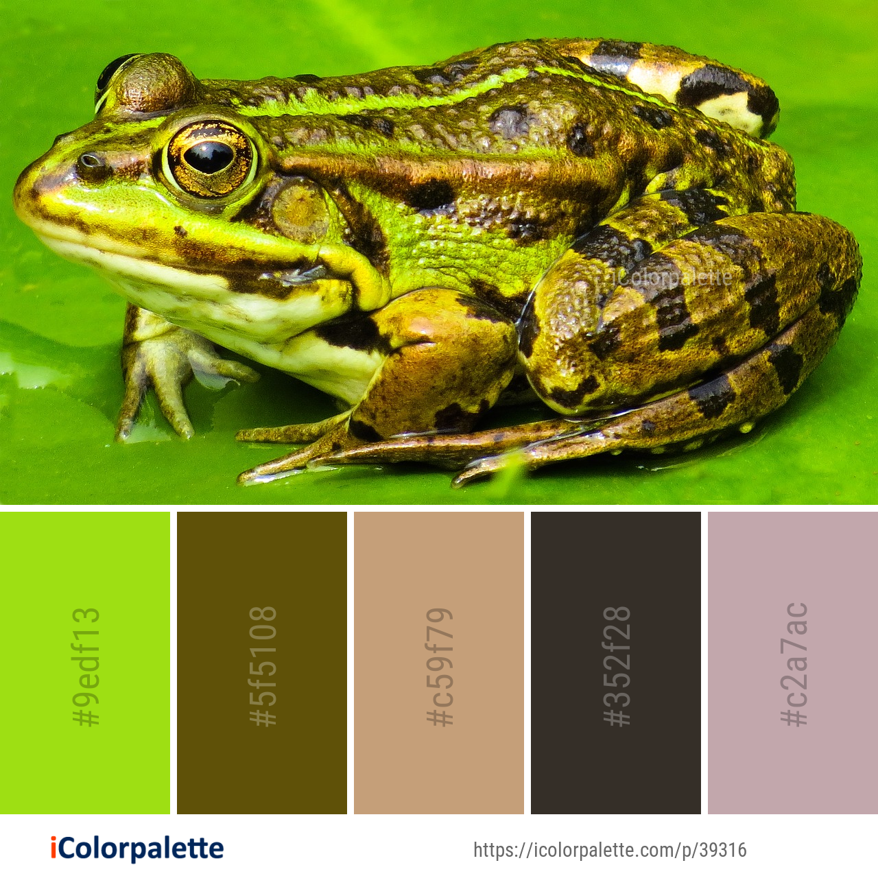 Color Palette Ideas from Ranidae Amphibian Toad Image