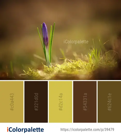 Color Palette Ideas from Flora Close Up Macro Photography Image
