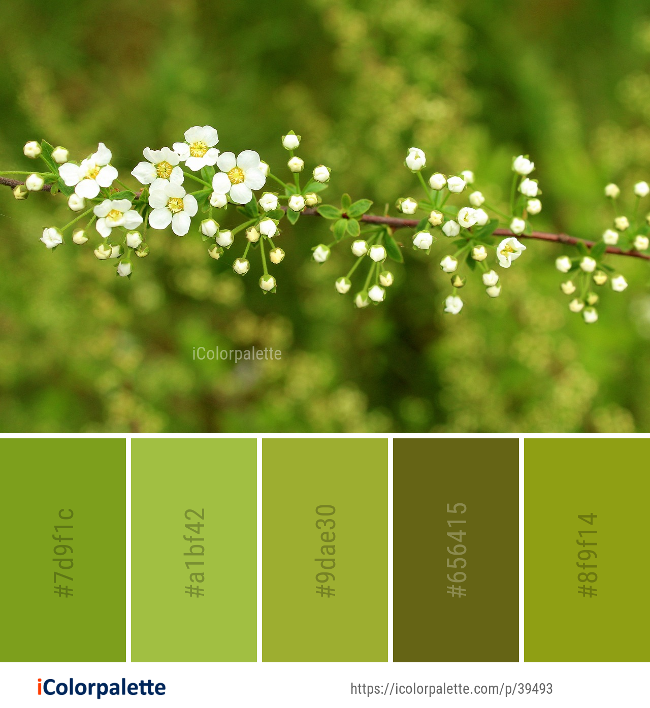 Color Palette Ideas from Flora Spring Flower Image