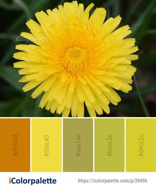 Color Palette Ideas from Flower Yellow Dandelion Image