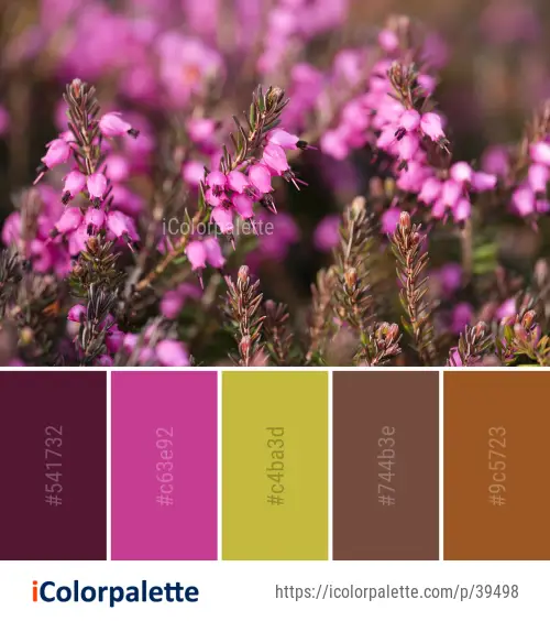 Color Palette Ideas from Flower Pink Flora Image