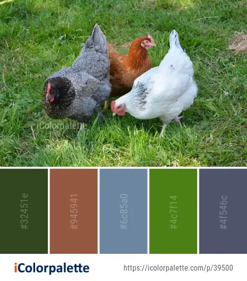 Color Palette Ideas from Chicken Bird Galliformes Image