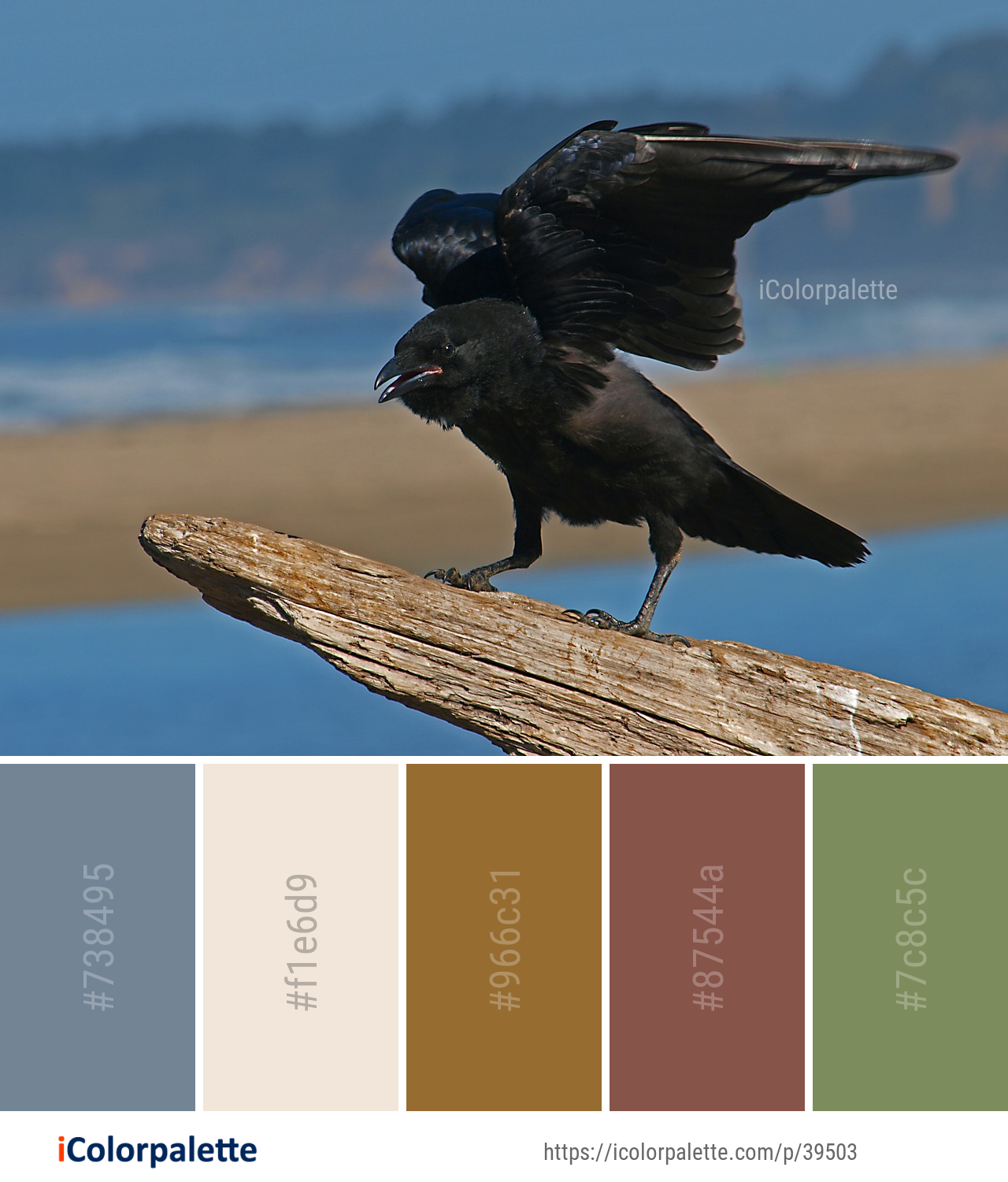Color Palette Ideas from Bird American Crow Like Image