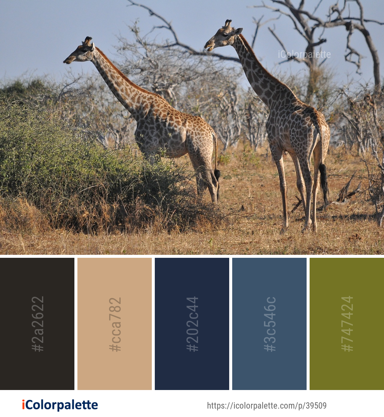 Color Palette Ideas from Giraffe Terrestrial Animal Wildlife Image