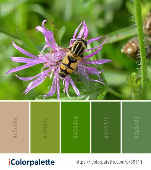 Color Palette Ideas from Insect Honey Bee Image