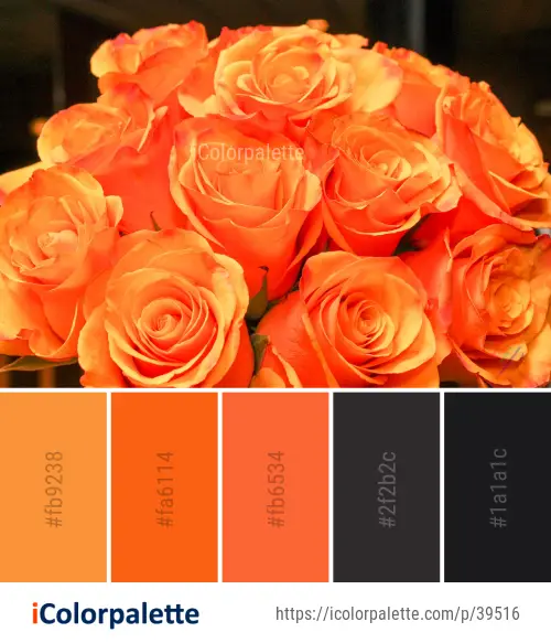 Color Palette Ideas from Rose Flower Garden Roses Image