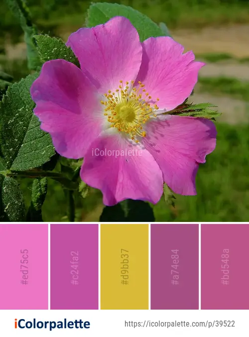 Color Palette Ideas from Flower Rose Family Pink Image