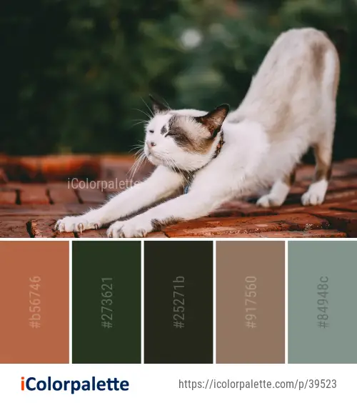 Color Palette Ideas from Cat Small To Medium Sized Cats Whiskers Image