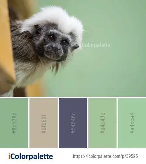 Color Palette Ideas from Fauna Primate Snout Image