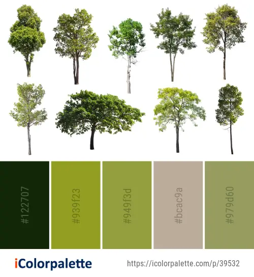 Color Palette Ideas from Tree Woody Plant Vegetation Image