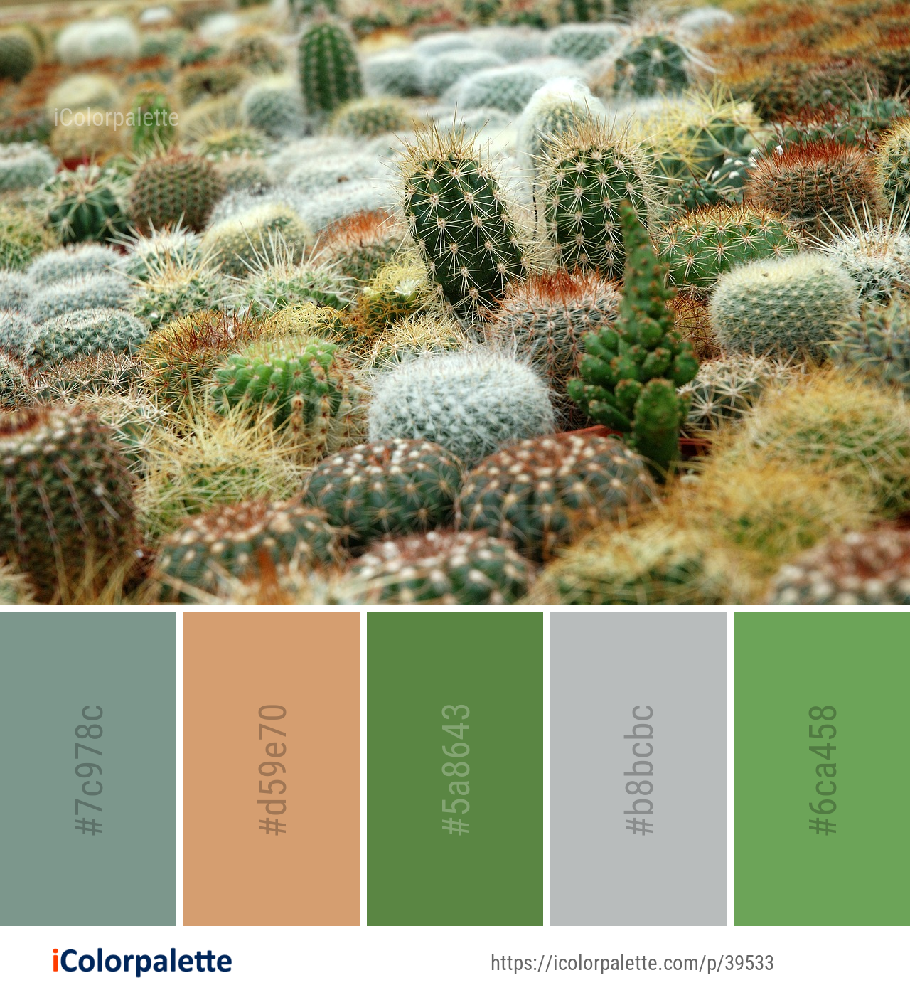Color Palette Ideas from Vegetation Cactus Plant Image
