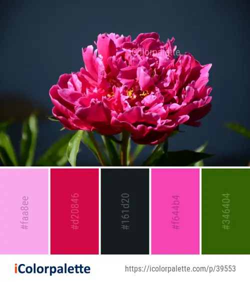 Color Palette Ideas from Flower Plant Pink Image