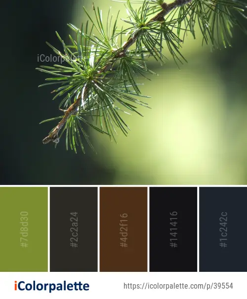 Color Palette Ideas from Tree Pine Family Spruce Image