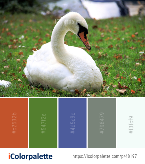 Color Palette Ideas from Bird Swan Fauna Image | iColorpalette