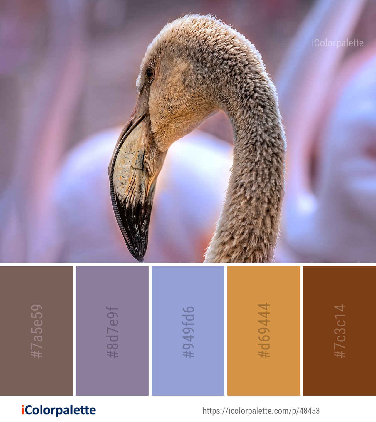 Color Palette Ideas from Beak Bird Fauna Image | iColorpalette