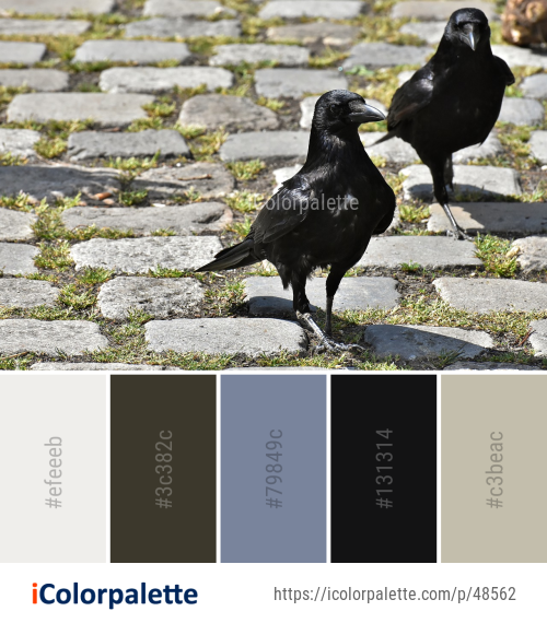 Color Palette Ideas from Bird Crow Like Fauna Image