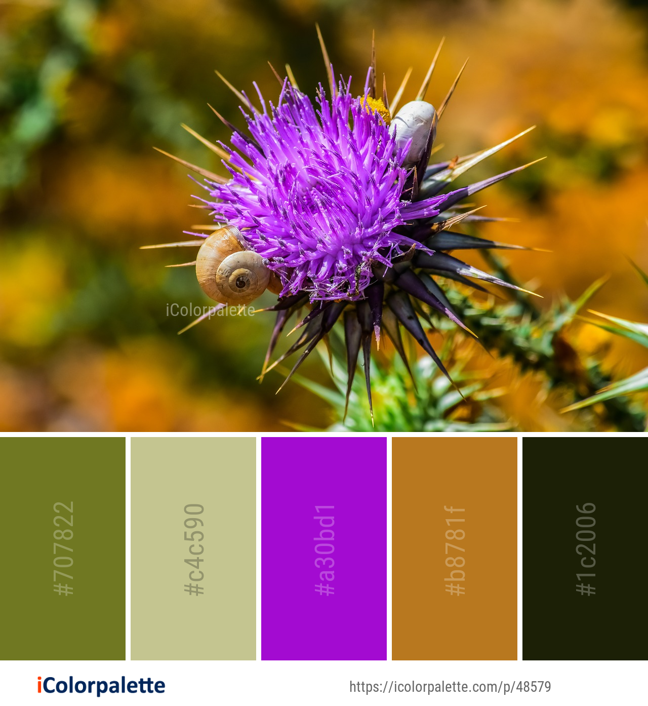 Color Palette Ideas from Silybum Thistle Purple Image | iColorpalette