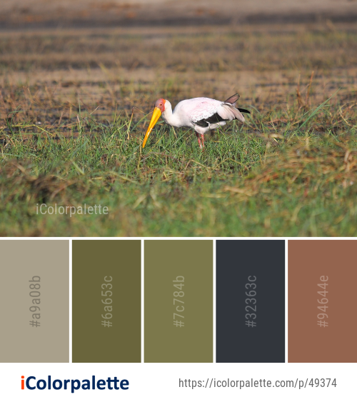 Color Palette Ideas from Ecosystem Bird Fauna Image