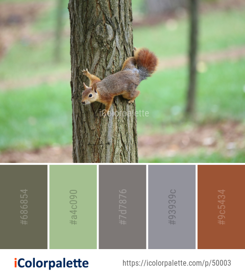 Color Palette Ideas from Squirrel Fauna Mammal Image | iColorpalette
