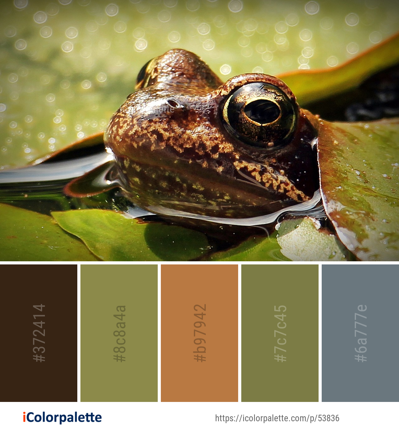 Color Palette Ideas from Ranidae Amphibian Frog Image iColorpalette