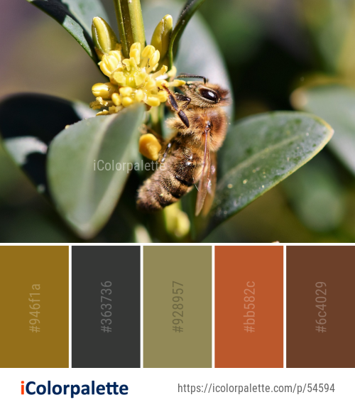 Color Palette Ideas from Insect Bee Honey Image | iColorpalette