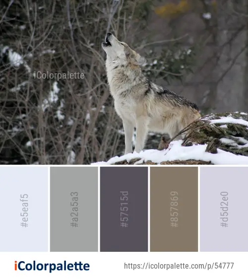 Color Palette Ideas from Wildlife Wolf Mammal Image | iColorpalette