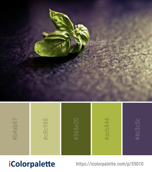 14+ Basil Color Palette ideas in 2026 | iColorPalette