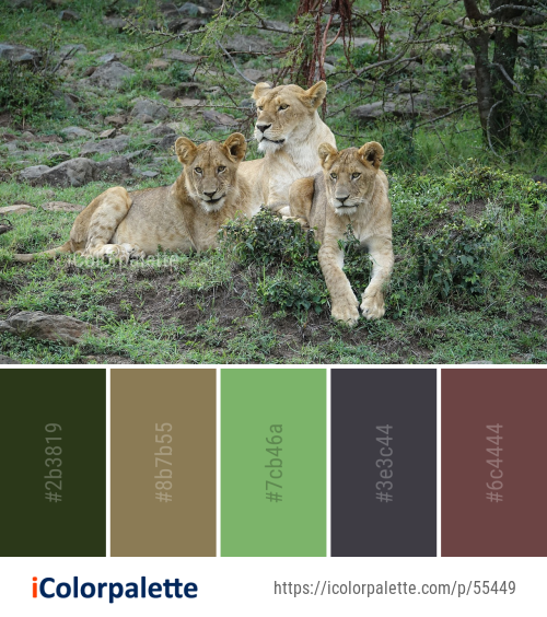 Color Palette Ideas from Wildlife Lion Terrestrial Animal Image