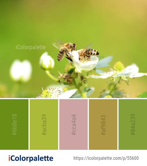 Color Palette Ideas from Honey Bee Insect Image | iColorPalette
