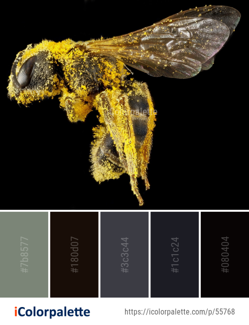 Color Palette Ideas from Insect Invertebrate Membrane Winged Image ...