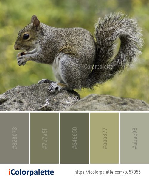 Color Palette Ideas from Squirrel Mammal Fauna Image | iColorpalette