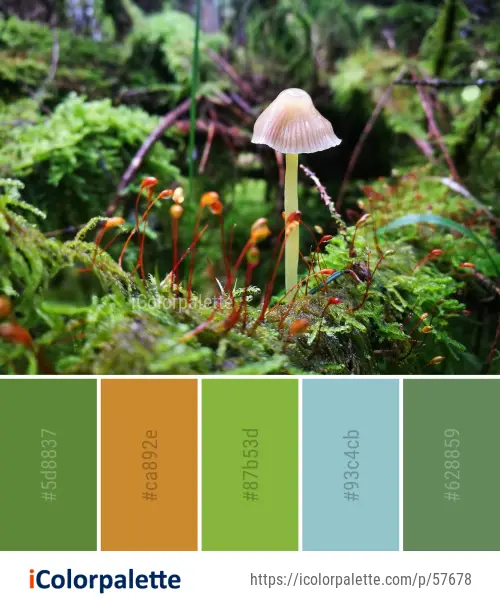 Color Palette Ideas from Fungus Mushroom Vegetation Image | iColorpalette