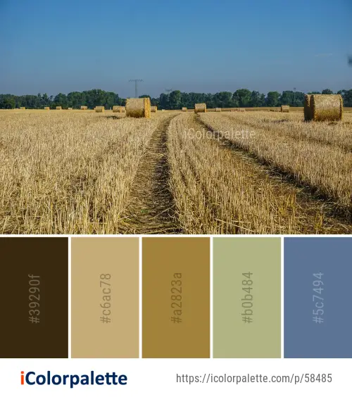 Download Color Palette Ideas From Field Agriculture Crop Image Icolorpalette PSD Mockup Templates