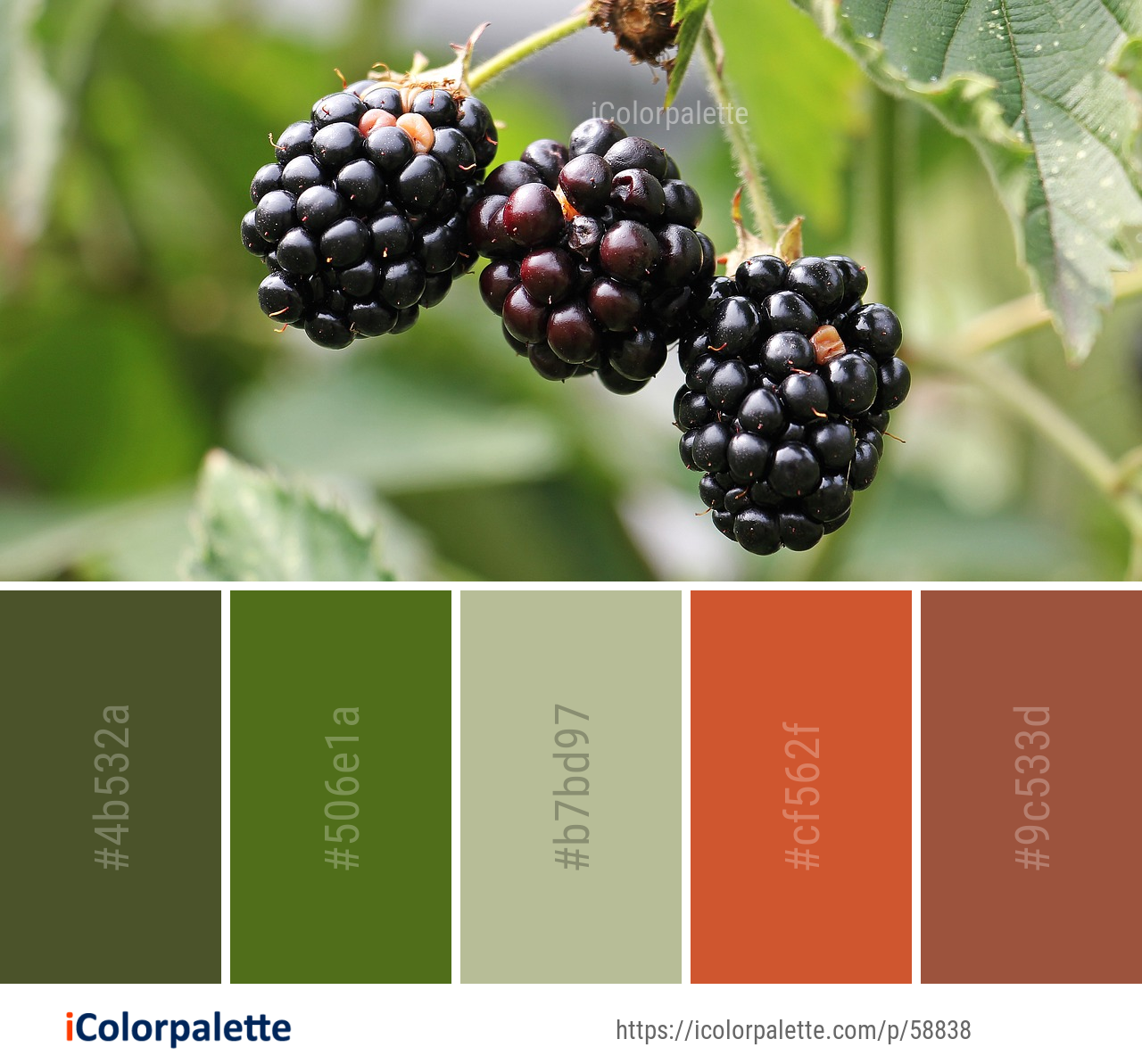 Download Color Palette Ideas From Berry Fruit Blackberry Image Icolorpalette