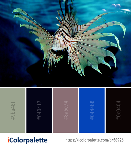 Download Color Palette Ideas From Lionfish Fish Marine Biology Image Icolorpalette