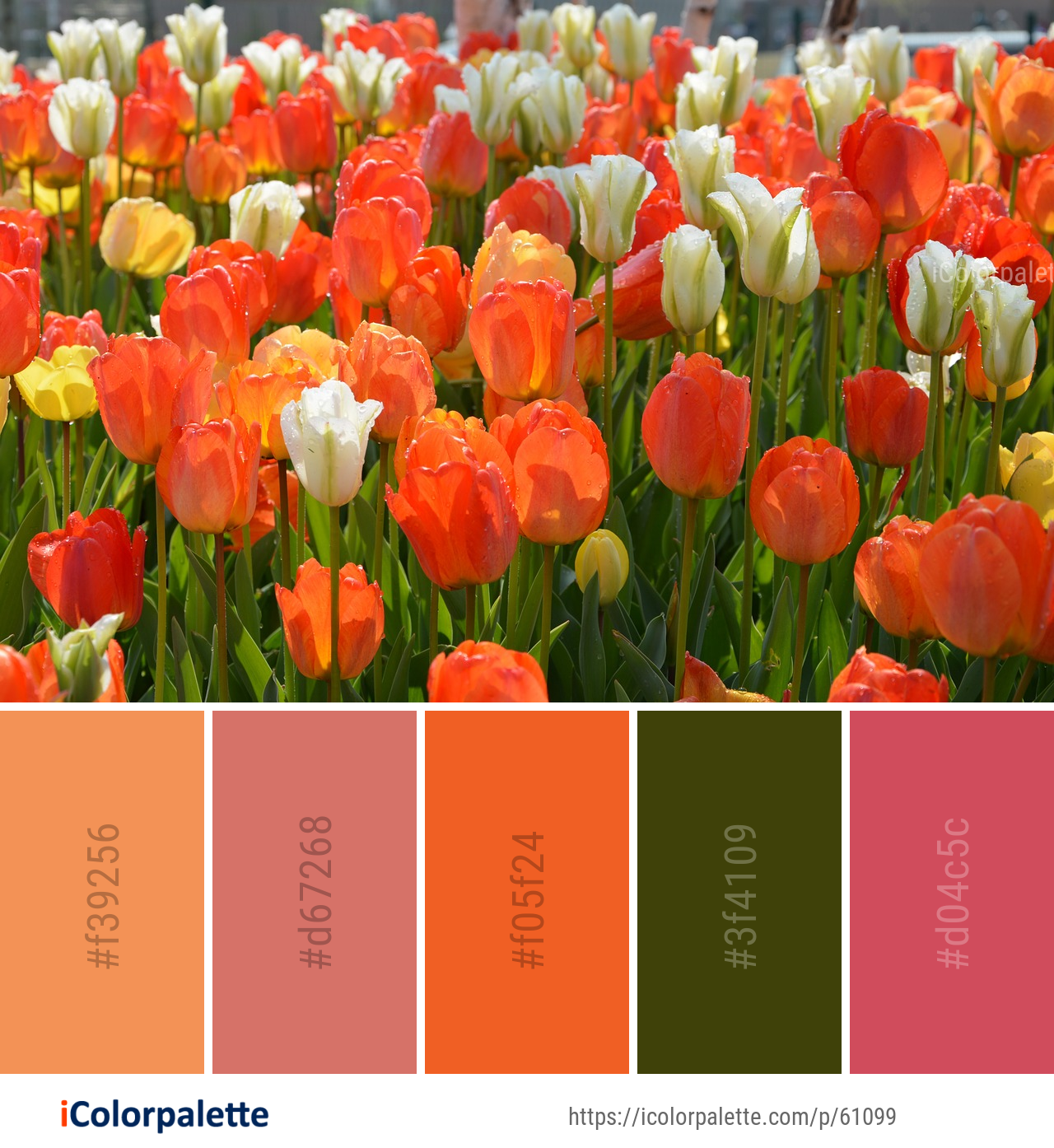 Color Palette Ideas from Flower Plant Tulip Image iColorpalette