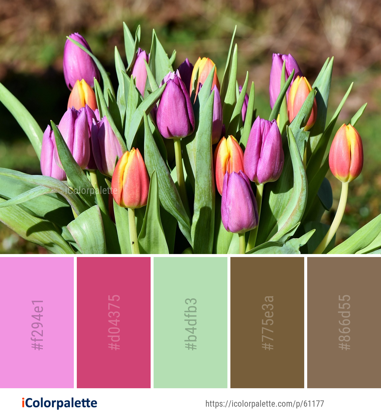 Color Palette Ideas from Flower Plant Tulip Image iColorpalette