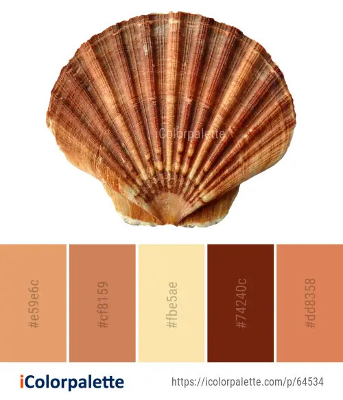 what color are clams