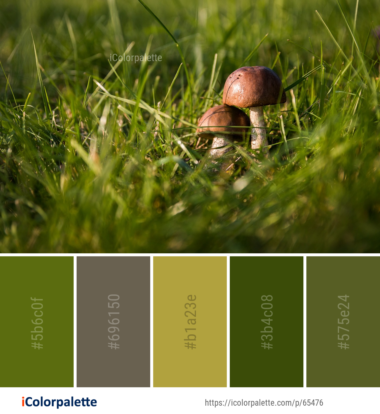 Color Palette Ideas from Grass Close Up Family Image | iColorpalette