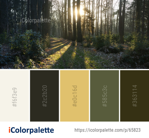 Color Palette Ideas From Forest Woodland Nature Image Icolorpalette