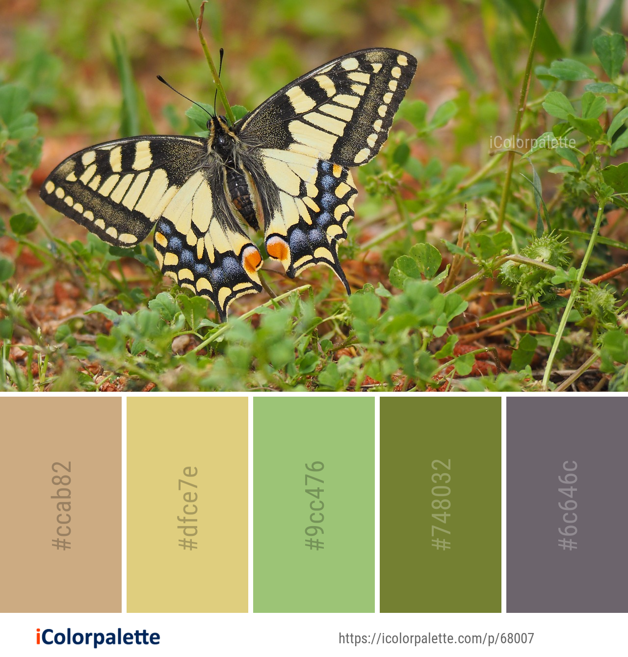 Color Palette Ideas from Butterfly Moths And Butterflies Insect Image ...