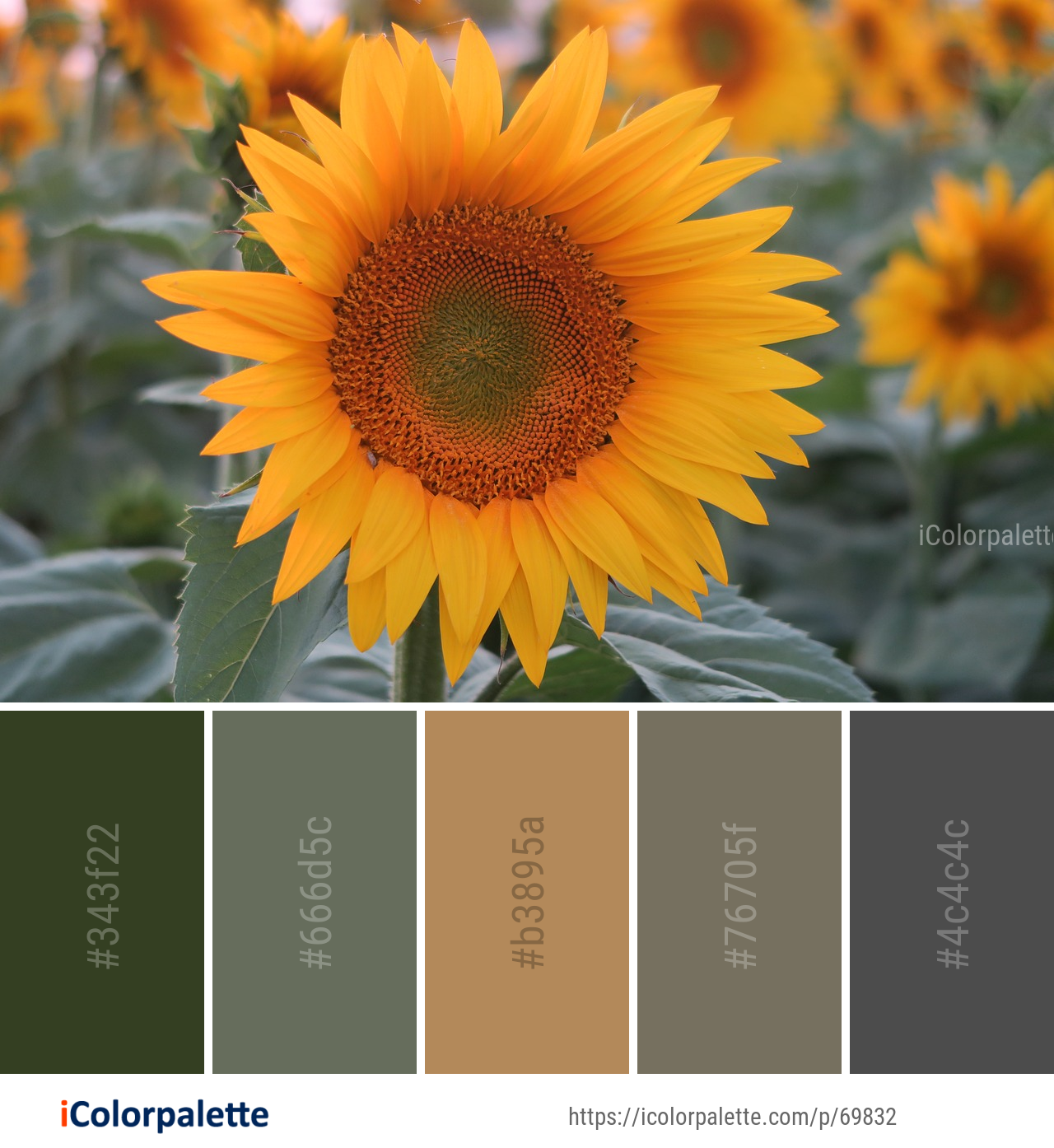 Color Palette Ideas from Flower Sunflower Yellow Image | iColorpalette