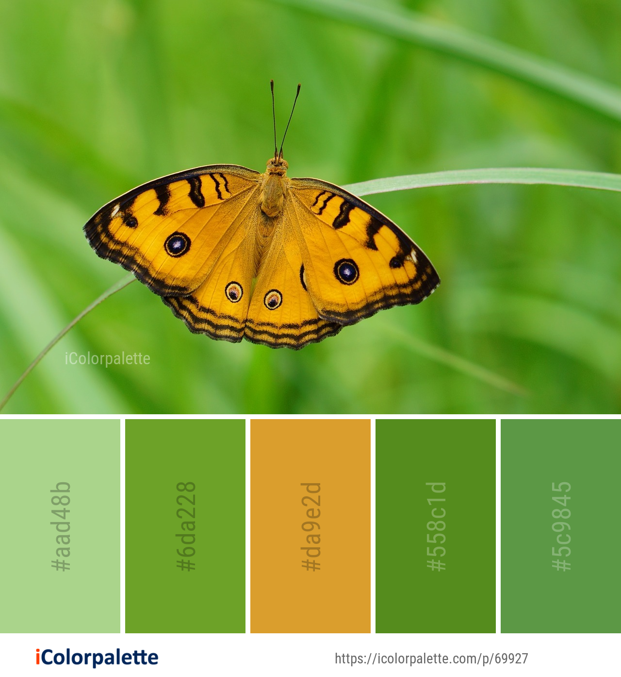 Color Palette Ideas from Butterfly Insect Moths And Butterflies Image ...