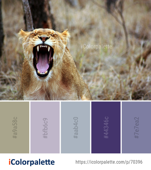 Color Palette Ideas from Wildlife Lion Facial Expression Image