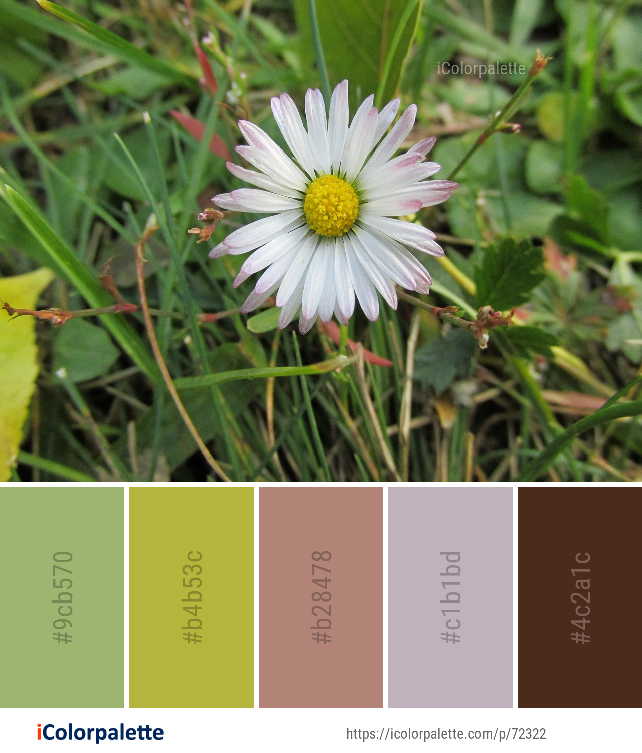 Color Palette Ideas from Flower Daisy Plant Image iColorpalette