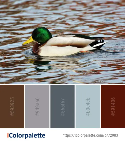 Color Palette Ideas from Duck Bird Mallard Image | iColorpalette