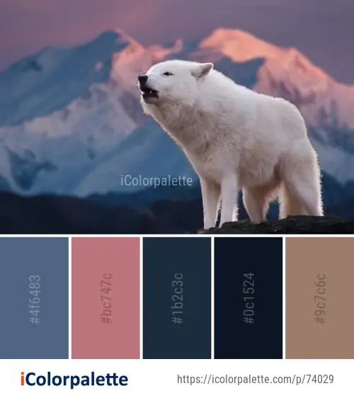 Color Palette Ideas from Polar Bear Arctic Image | iColorpalette